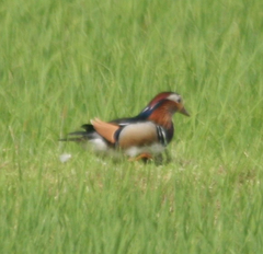 Aix galericulata