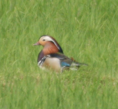 Aix galericulata