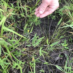 Dichanthelium sphaerocarpon