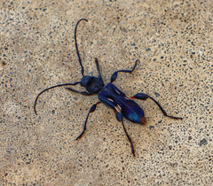 Physocnemum brevilineum