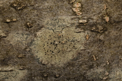 Lecidella elaeochroma