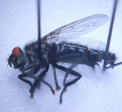 Sarcophaga subvicina