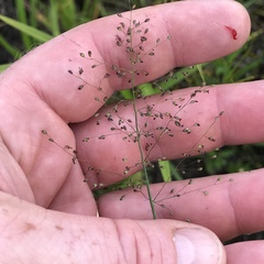 Dichanthelium sphaerocarpon