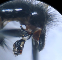 Sarcophaga subvicina