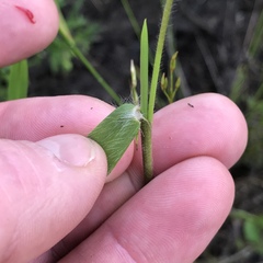 Dichanthelium sphaerocarpon