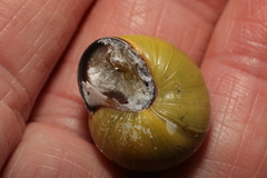 Cepaea nemoralis