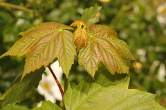 Acer pseudoplatanus