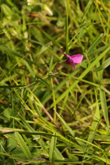Vicia sativa