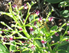 Chrysotoxum intermedium