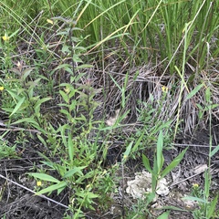 Dichanthelium sphaerocarpon