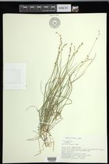 Carex echinata echinata