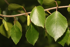 Betula pendula