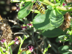 Chrysotoxum intermedium