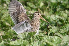 Gallinago magellanica