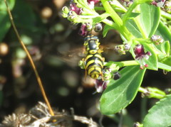Chrysotoxum intermedium