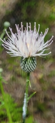 Cirsium nuttalii image