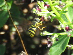 Chrysotoxum intermedium