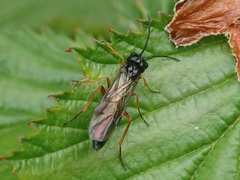 Allantus calceatus