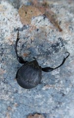 Sisyphus schaefferi schaefferi