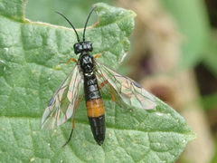 Allantus calceatus