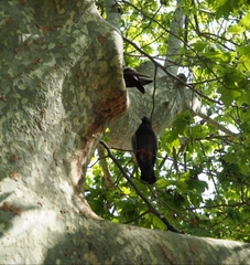 Columba livia domestica