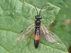 Allantus calceatus