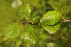 Alnus glutinosa