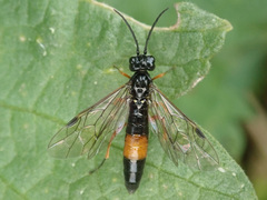 Allantus calceatus