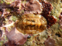 Rhyssoplax olivacea