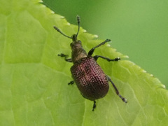 Involvulus cupreus