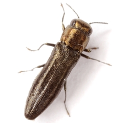 Agrilus egenus