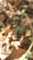 Micrathena furva