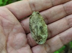 Antheraea polyphemus
