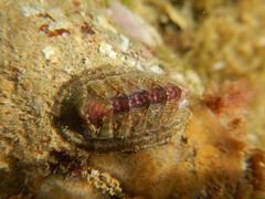 Rhyssoplax olivacea