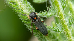 Phytoecia pustulata