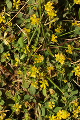 Trifolium dubium