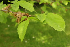 Ulmus glabra