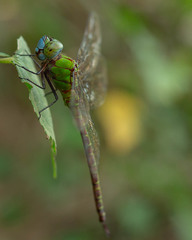 Coryphaeschna adnexa