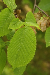 Ulmus glabra