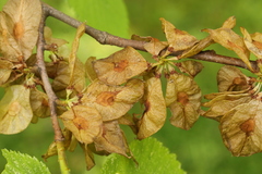 Ulmus glabra