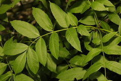 Fraxinus excelsior