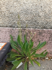 Plantago lanceolata