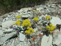 Odontarrhena obtusifolia