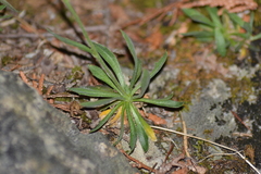 Draba arabisans