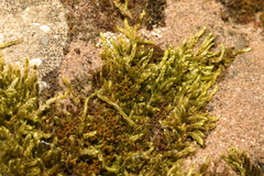 Hypnum cupressiforme