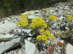 Odontarrhena obtusifolia