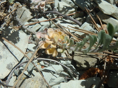 Odontarrhena obtusifolia