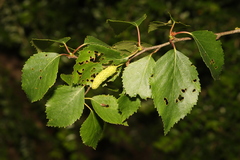 Betula pendula