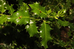 Ilex aquifolium