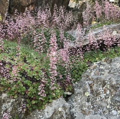 Heuchera hirsutissima